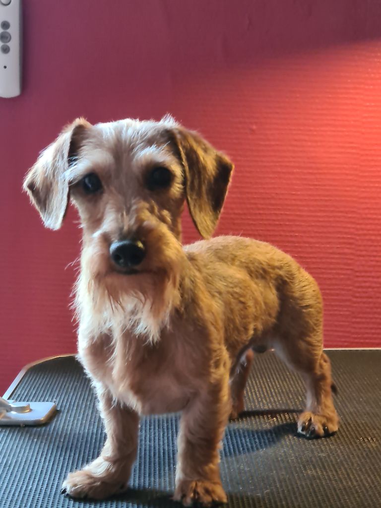 Teddy Du Domaine De Chrispat