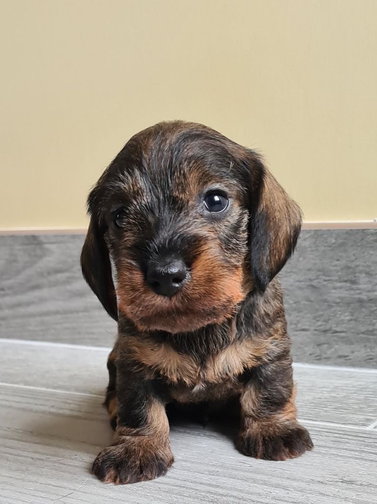 Du Domaine De Chrispat - Chiots disponibles - Teckel poil dur