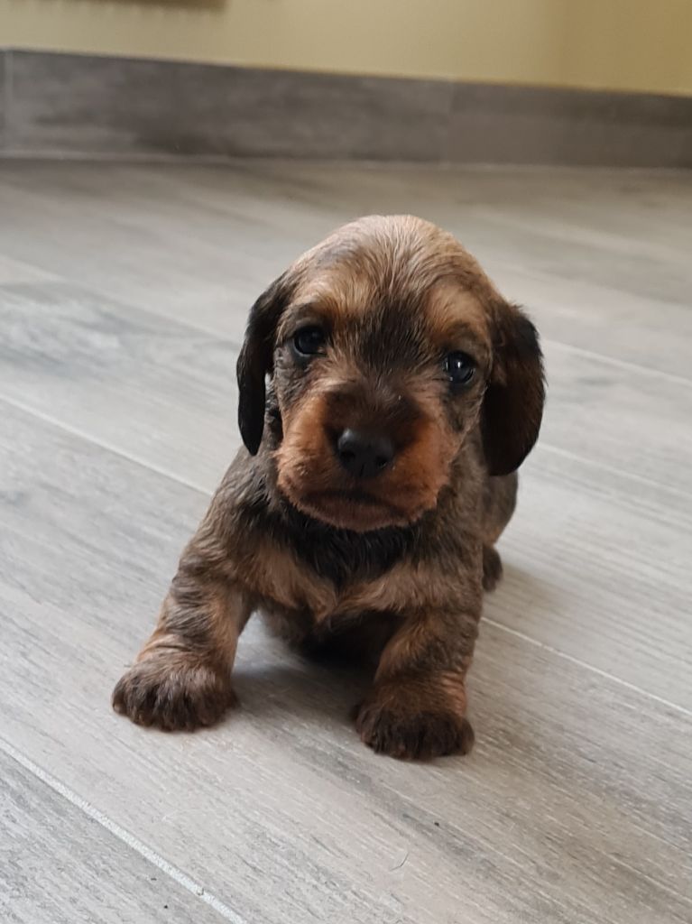 Du Domaine De Chrispat - Chiots disponibles - Teckel poil dur