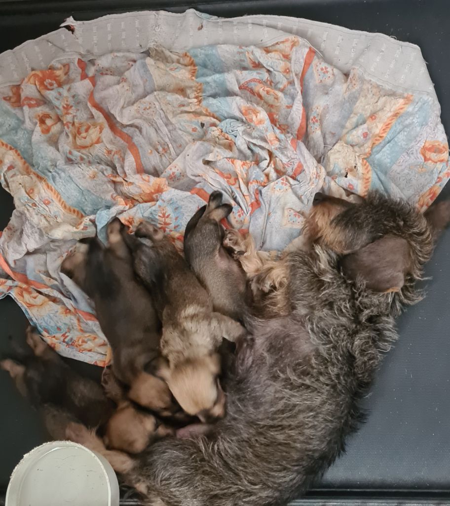 Chiot Teckel poil dur Du Domaine De Chrispat
