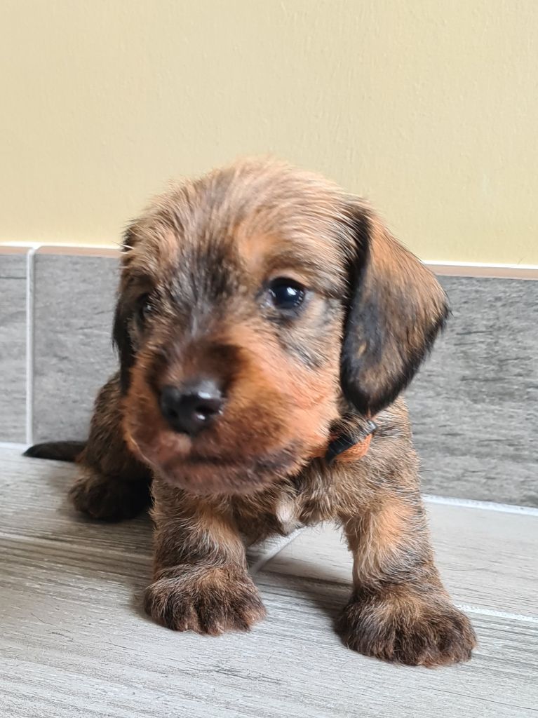 Du Domaine De Chrispat - Chiots disponibles - Teckel poil dur